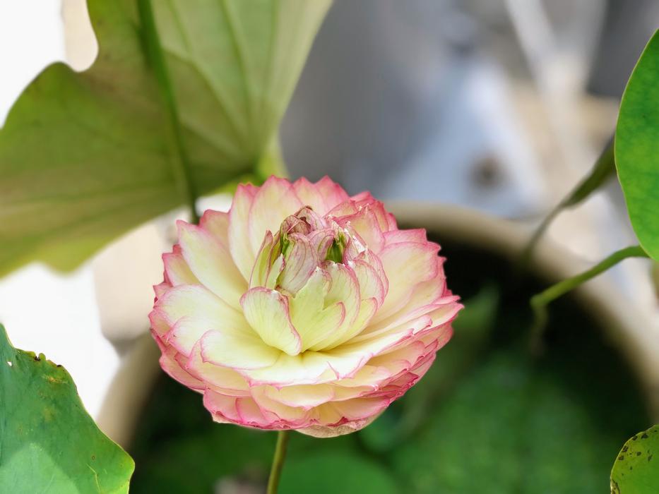 Nature Flower Plant