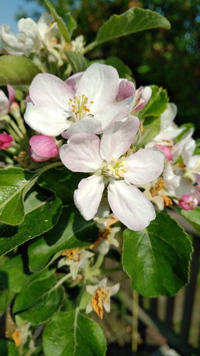 Flower Nature Plant