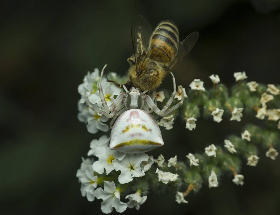 Nature Insect Bee