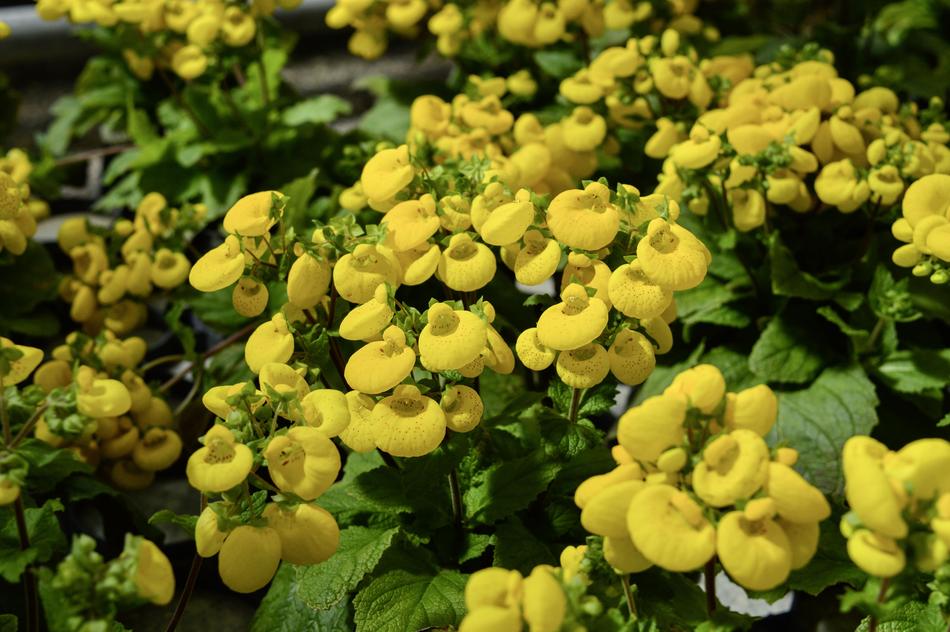Plant Nature Flower