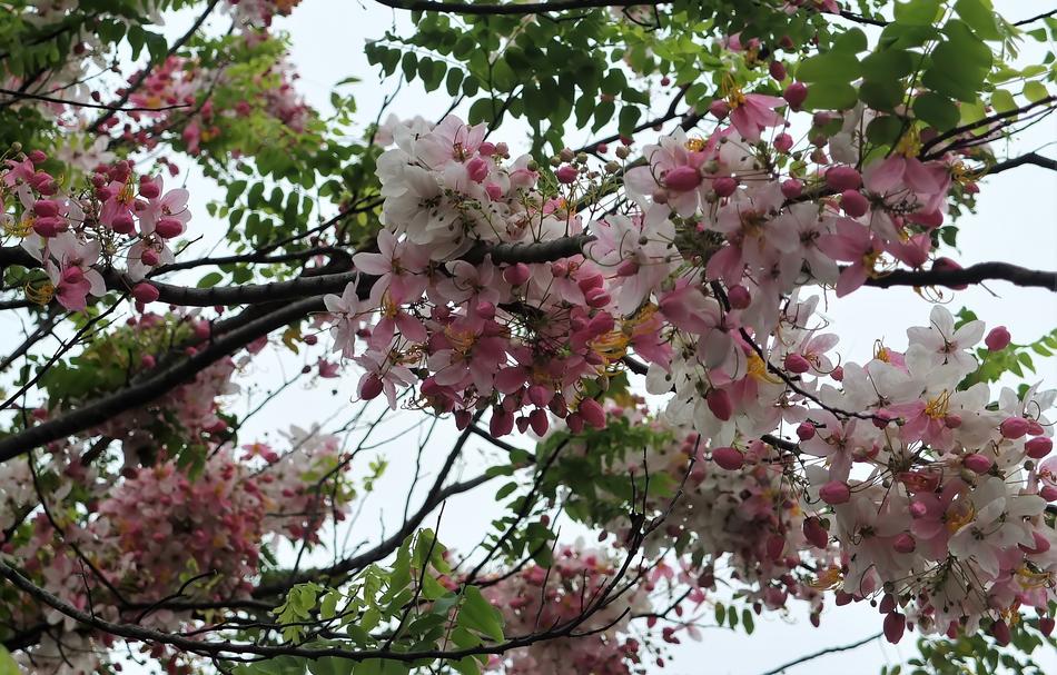 Tree Branch Flower