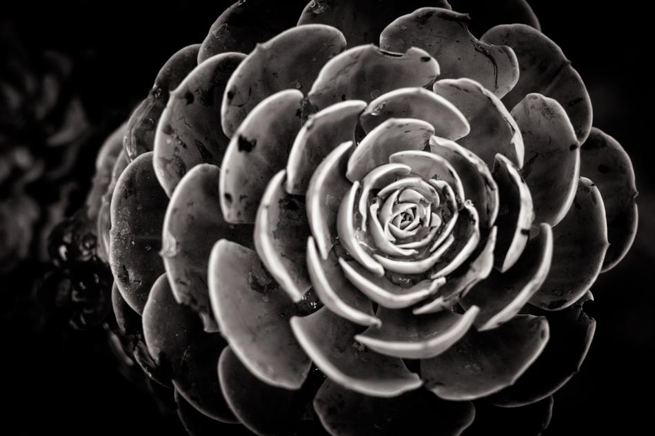 Flower Nature