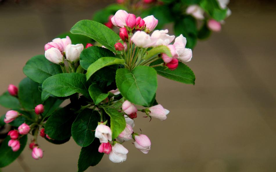 Nature Flower Leaf