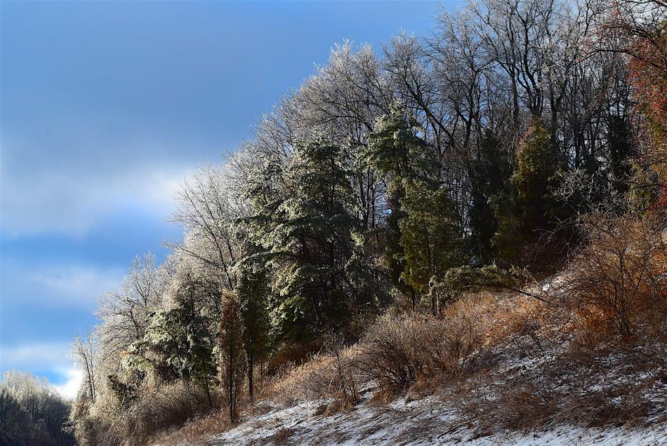 Ice Trees Nature