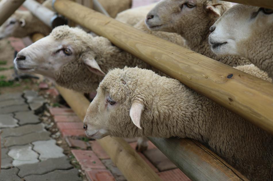 Yang Sheep Gangwon Do