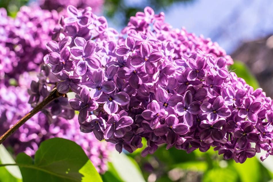 Nature Plant Flower
