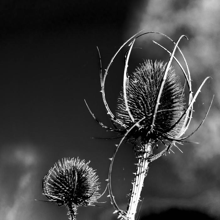 Nature No Person Thistle