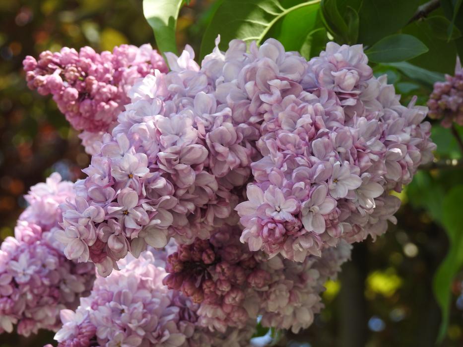 Flower Plant Nature