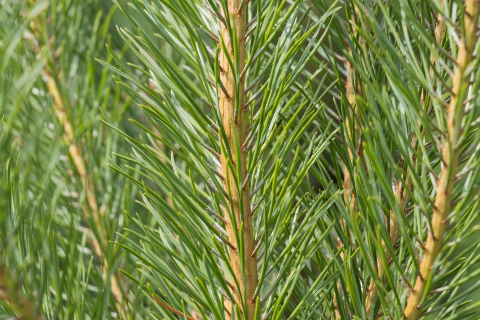 Nature Plant Tree
