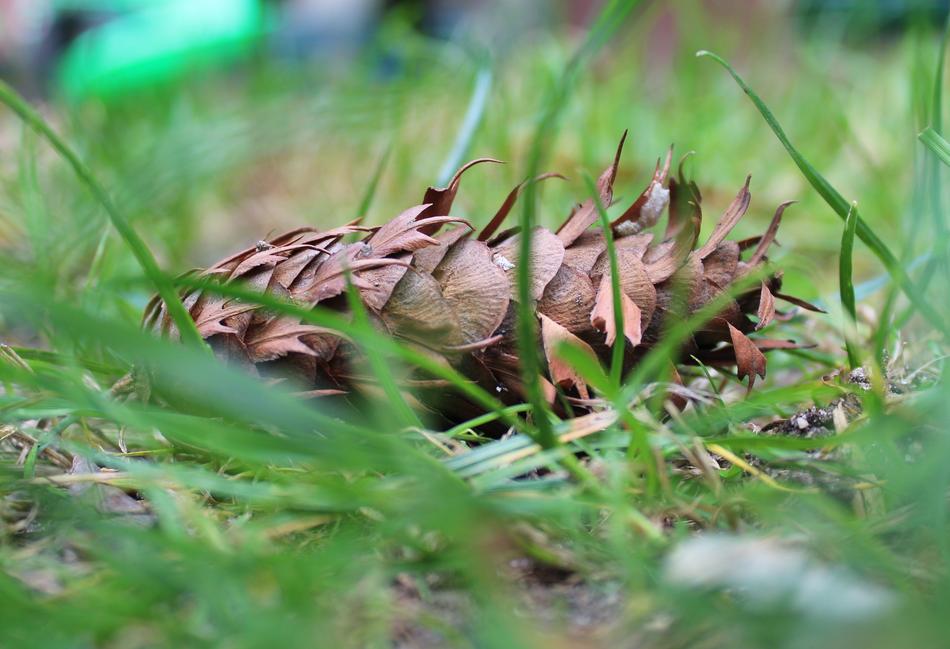 Pine Cone Spruce Conifers