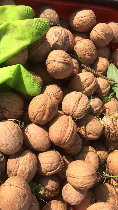 harvest of tasty healthy nuts