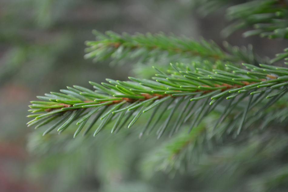 Fir Tree Autumn Branches