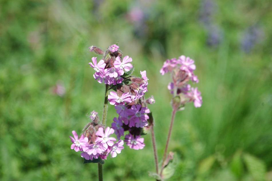Flower Nature Plant