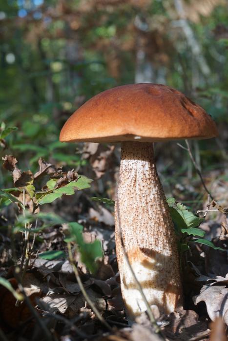 Fungus Boletus Cep Bolete orange