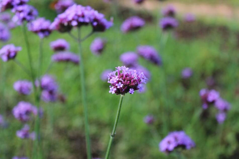 Flowers Purple Natural