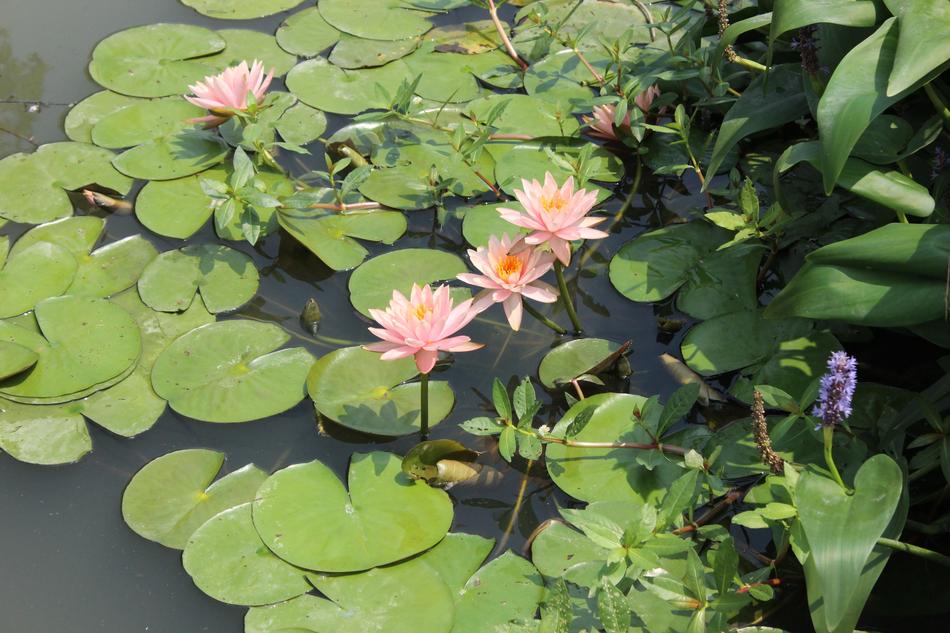 Pond Flower Plant