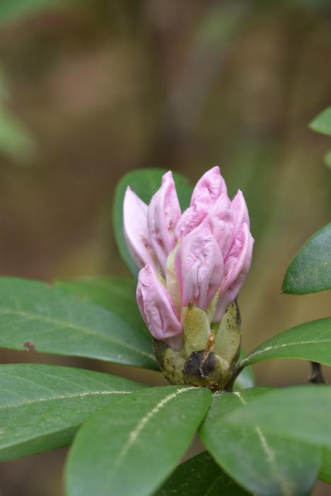 Nature Plant Flower