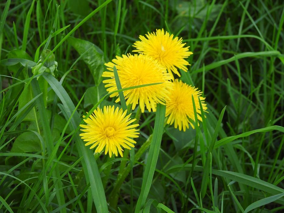 Lawn Nature Summer