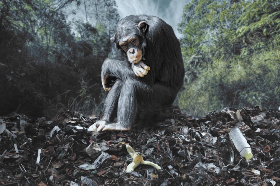 Monkey Garbage Environment
