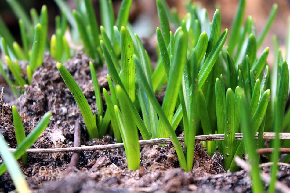 Early Spring Young Plant