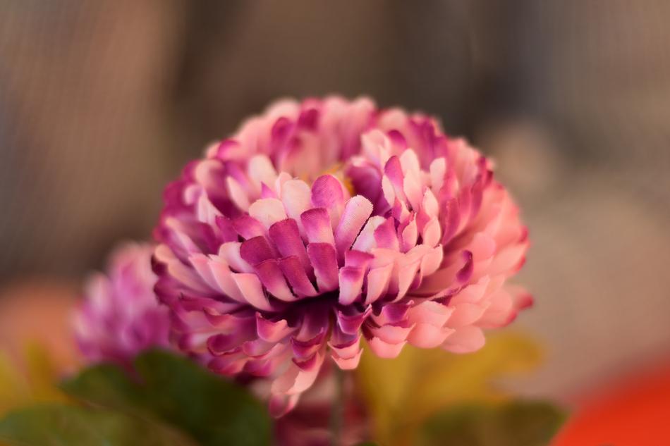 Rose Flower Nature