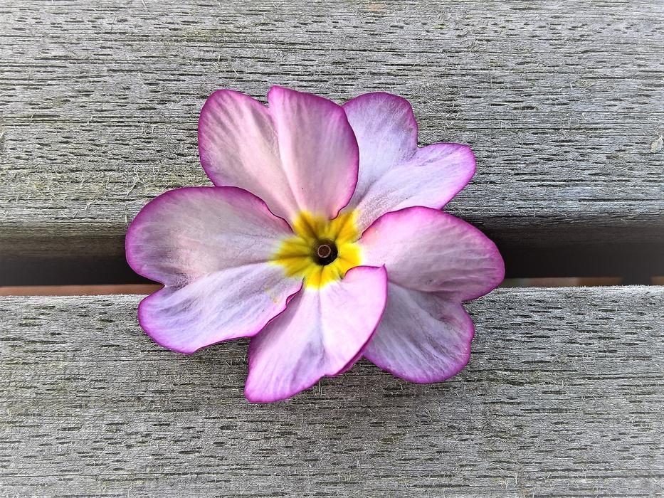 Flower Primrose Single Bloom Close