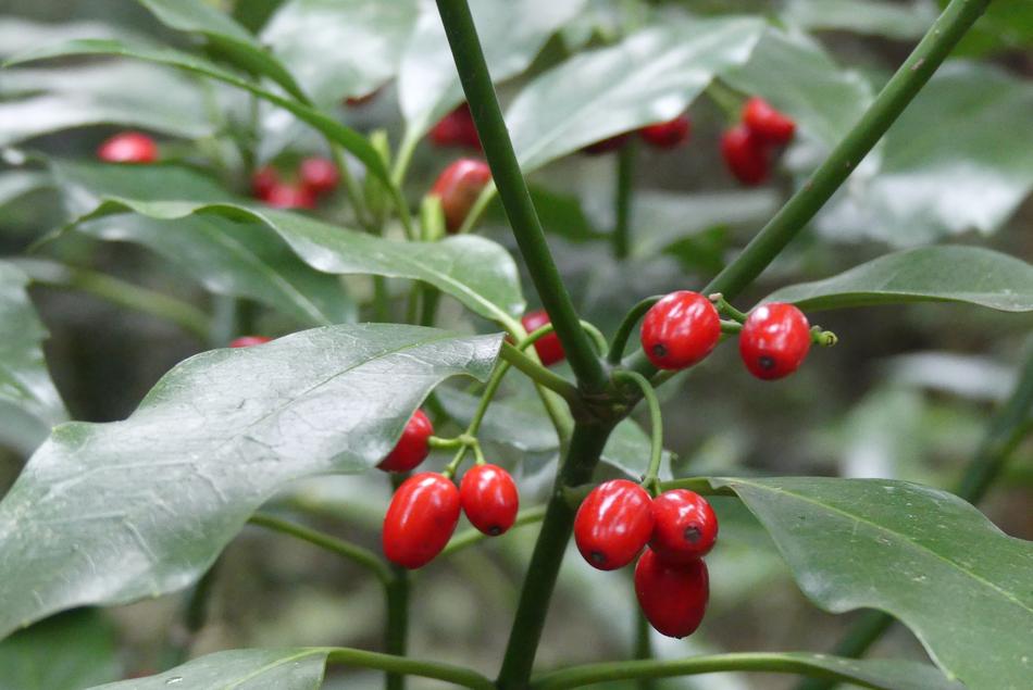 Leaf Nature Fruit