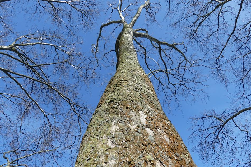 Tree Winter Nature