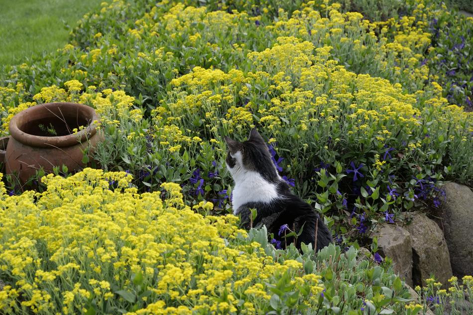 Kitty and yellow Flowers in Nature