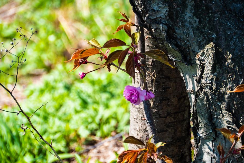 Cherry Spring Nature