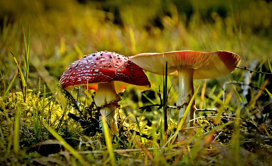 Nature Poisonous Mushrooms