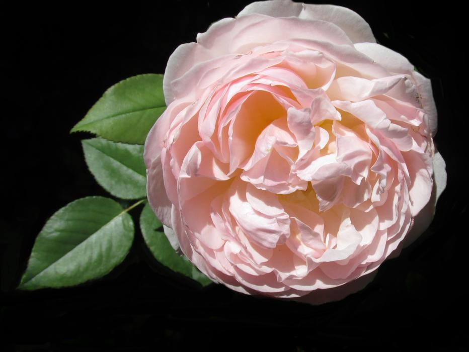 Flower Rose Leaf