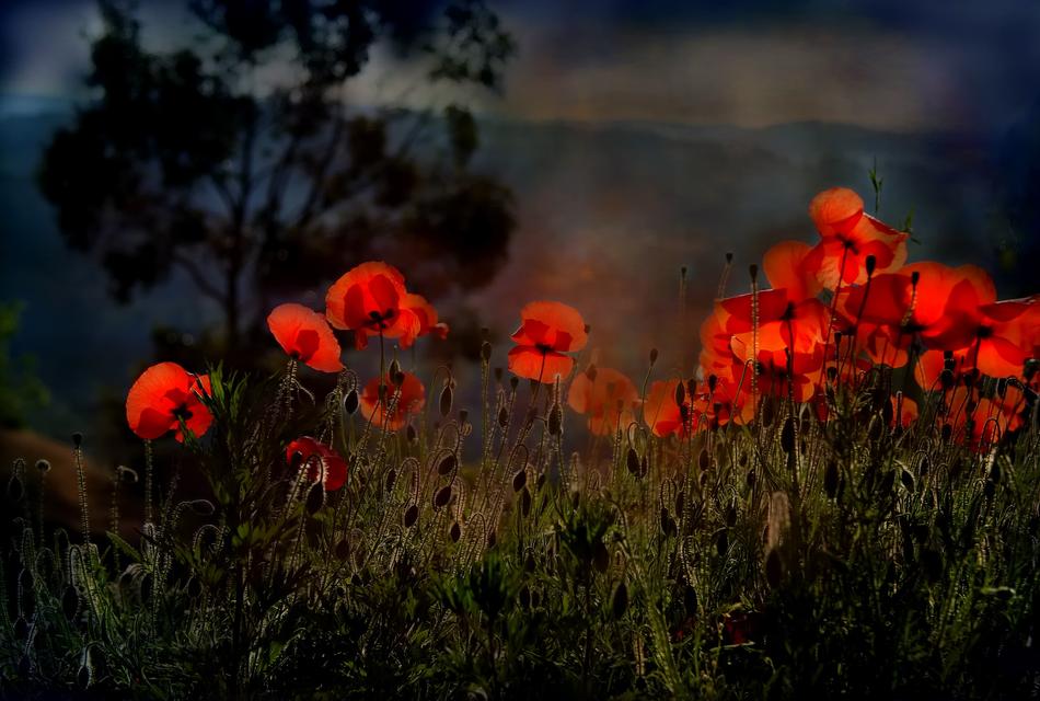 Poppy Flower Nature