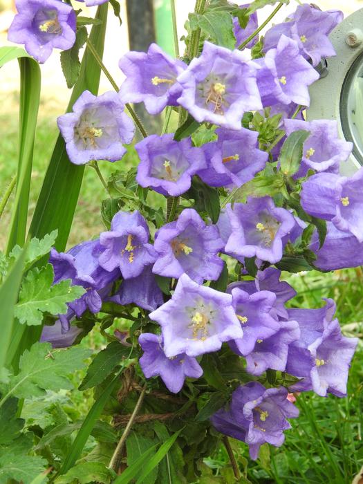 Flower Nature Flora