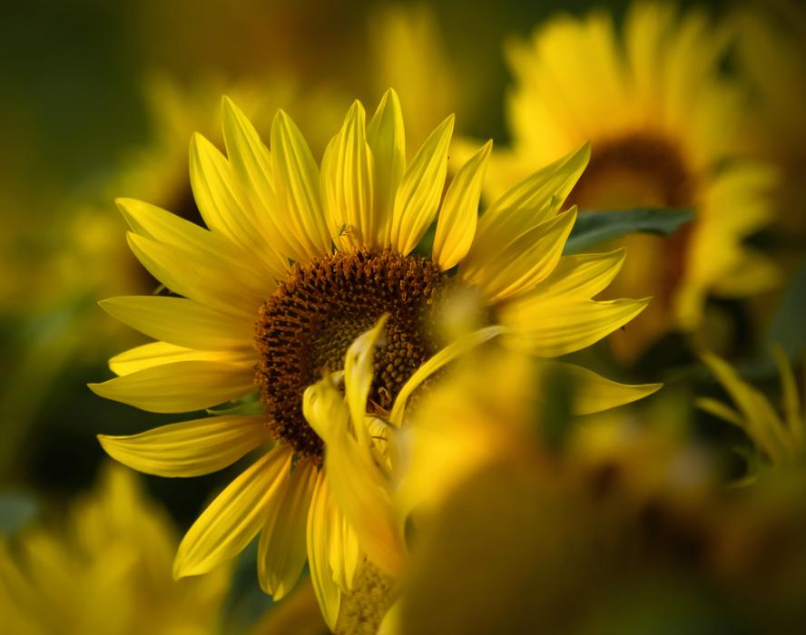 Flowers Sunflower Yellow