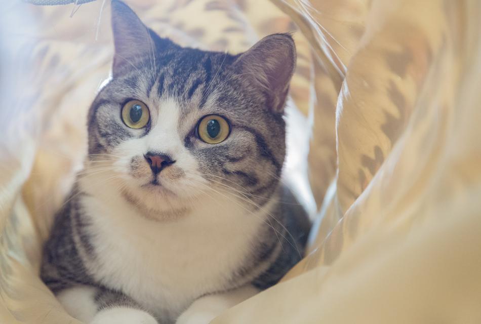 Animal Cute Cat