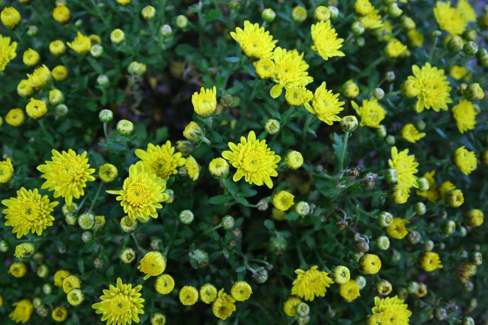 Nature Plants Flowers