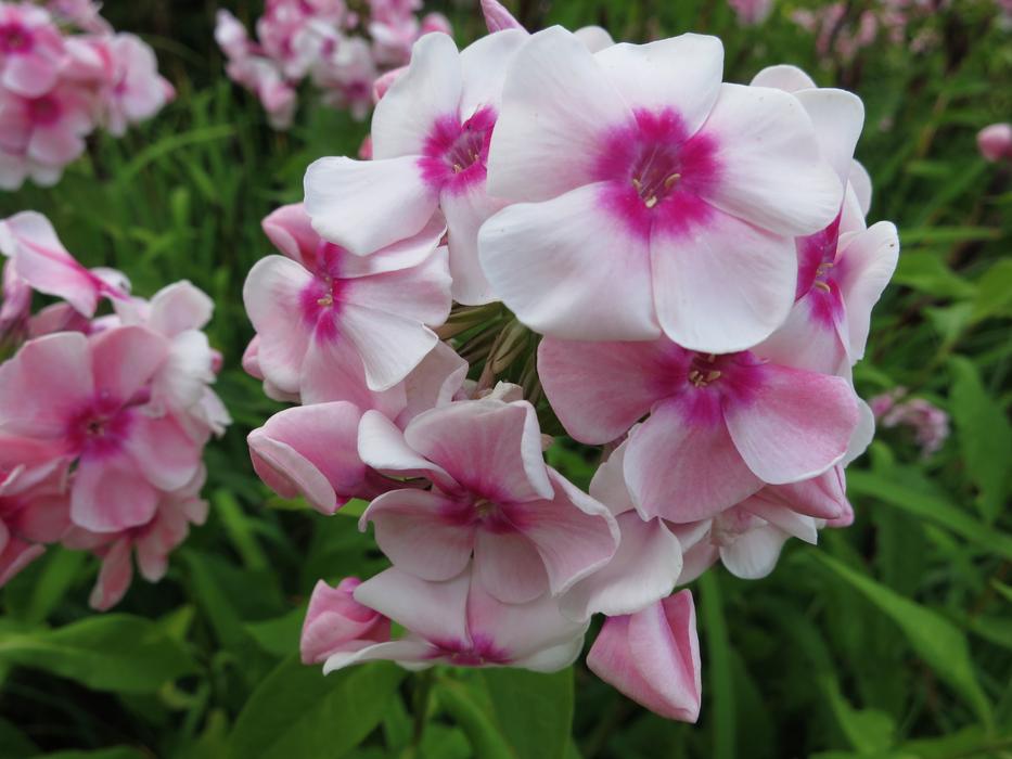 Flower Flowers Tender