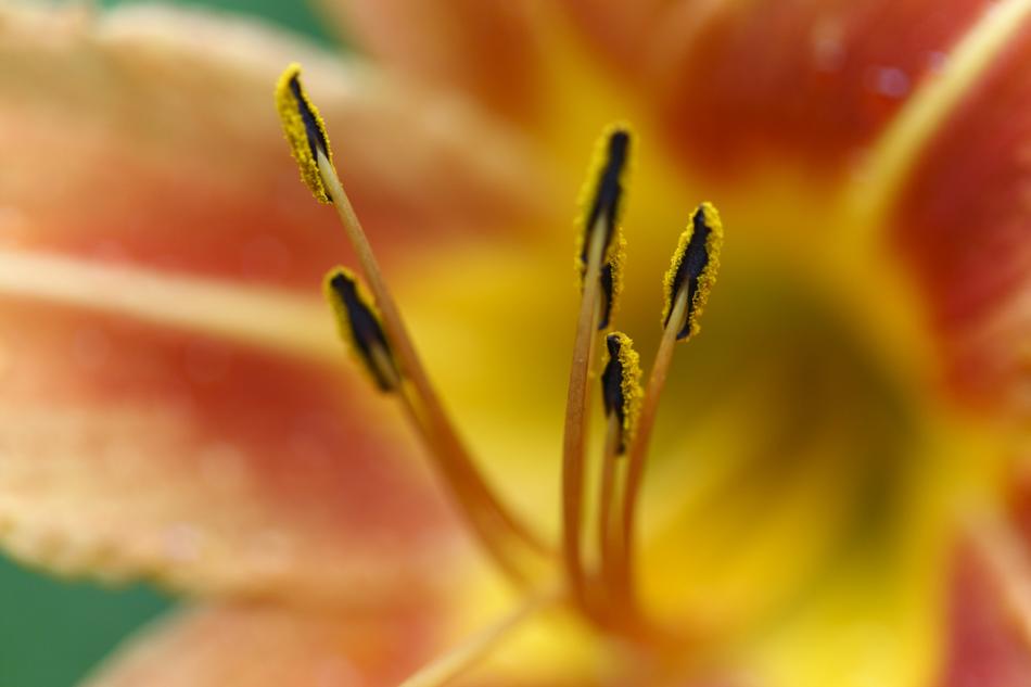 Flower Smell Spring Beautiful