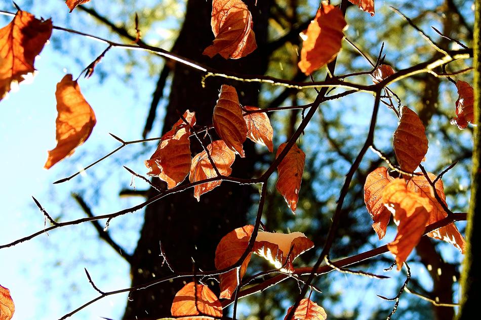 Tree Leaf Nature