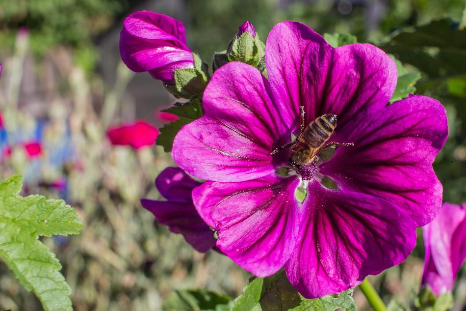 Nature Flower Plant