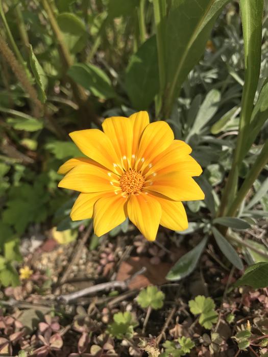 Plant Natural Flowers