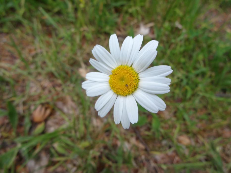 Margarétka Bloom Biela