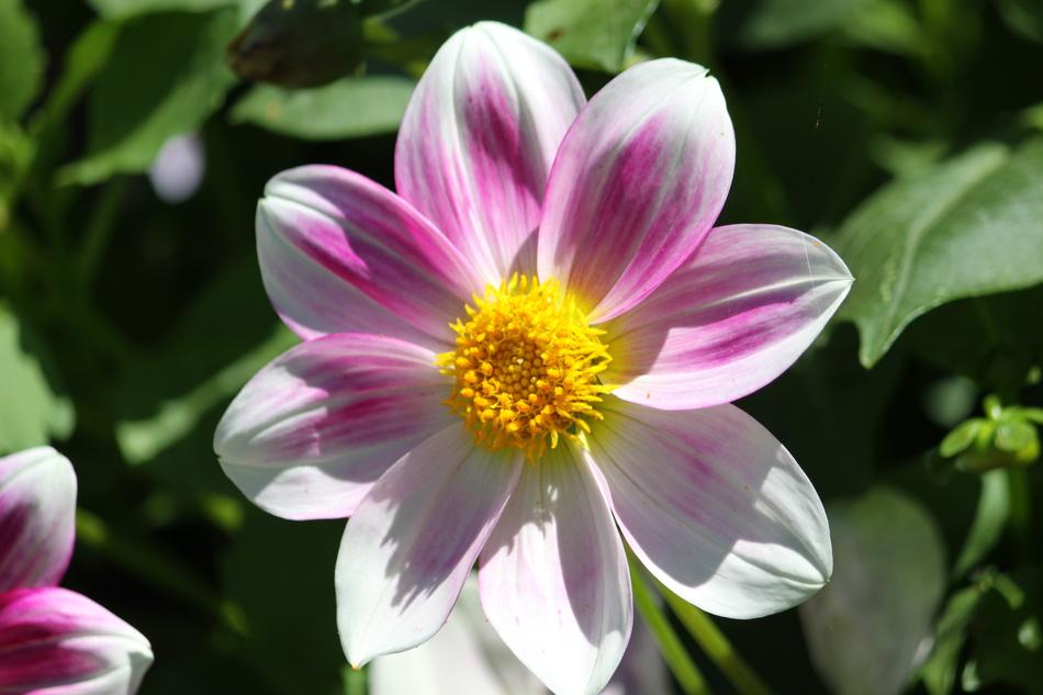 Flower Pink Color