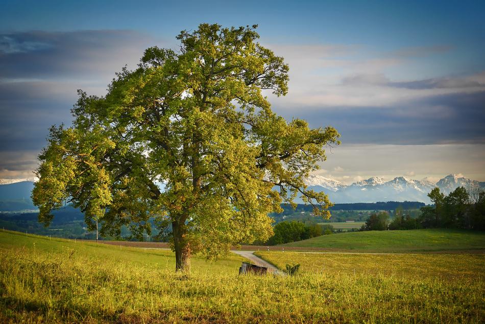 Nature Landscape Tree