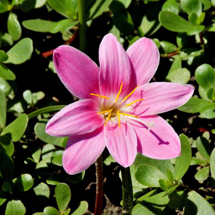 Flower Plant Garden