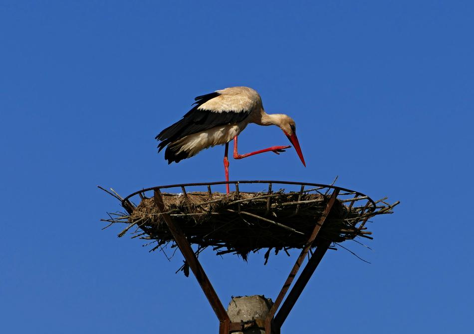 Stork White Nature view