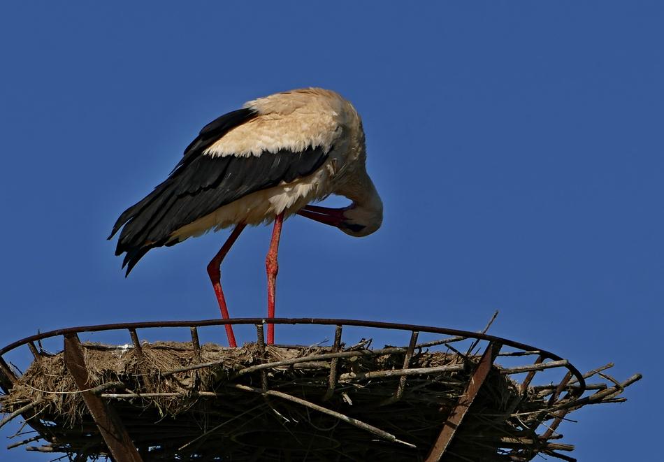 Stork White Nature macro