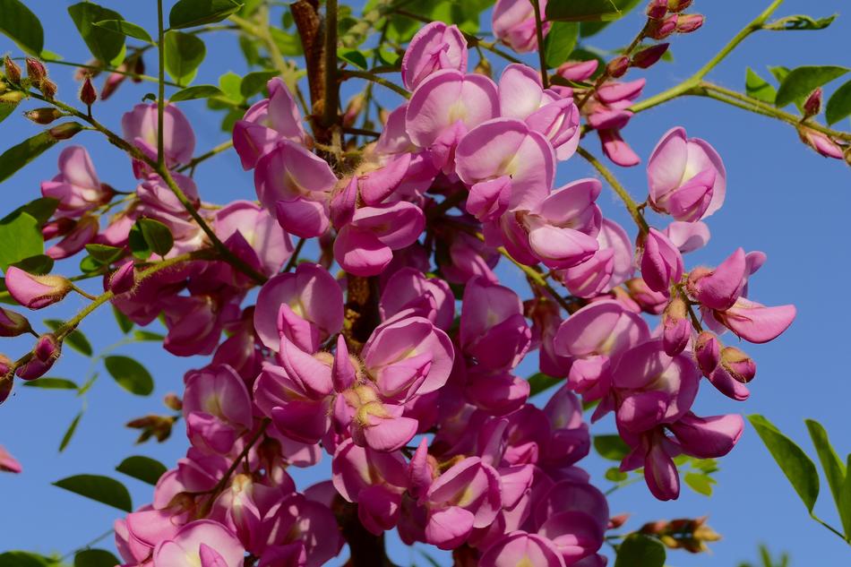 Acacia Okrasný Tree