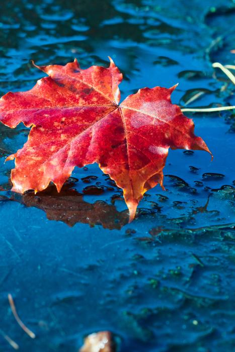 Leaf Autumn Puddle